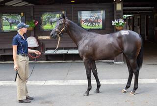 Book 3 sale-topper - Lot 1090 (Sweynesse x Happy Endings).